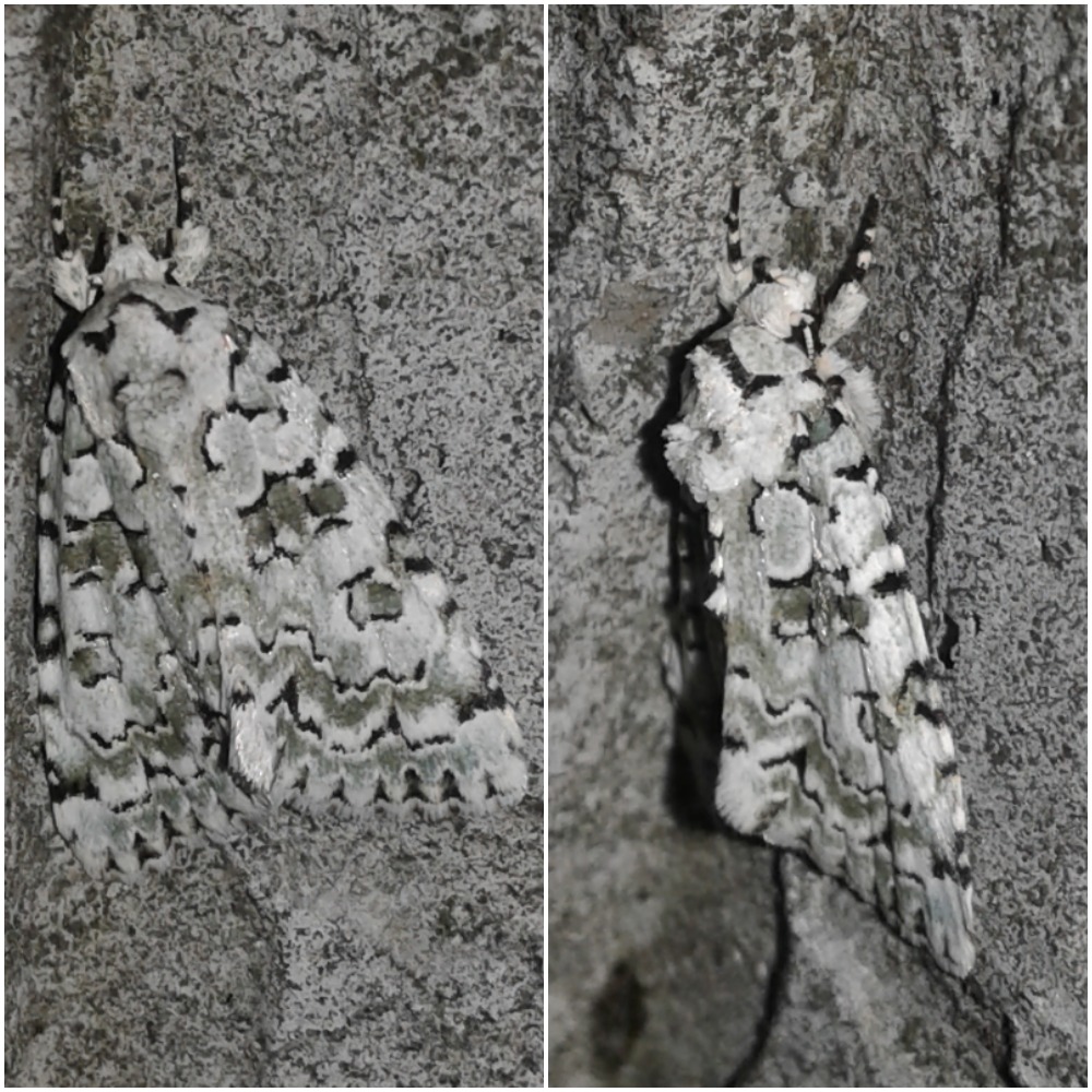 Nyctobrya muralis (Noctuidae)? S
